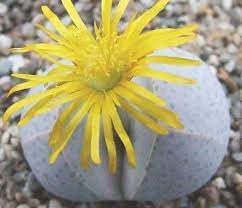 Heirloom Non-GMO Dinteranthus Wilmotianus Succulent Seeds for Planting – Rare Drought-Tolerant Rock Garden Plants - Non-GMO for planting in home garden